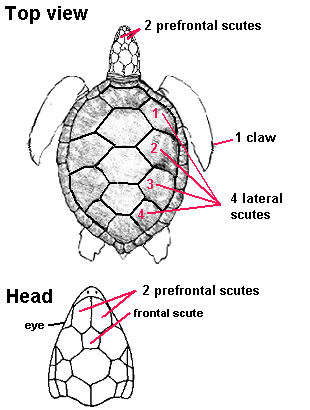 2-prefrontal